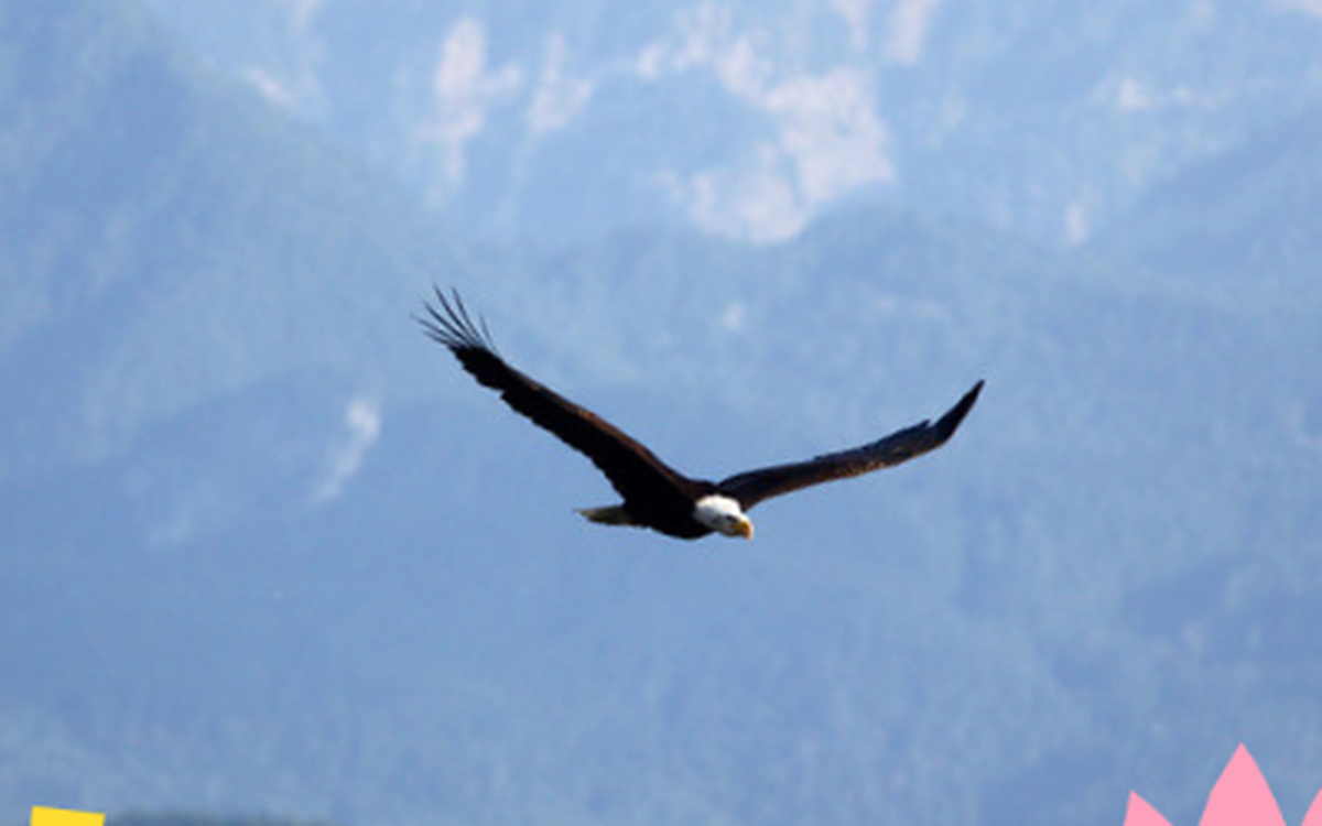 Bald eagle over the Mohawk Valley — Marine Corps roots, Rome NY studio.